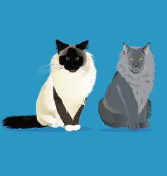 Birman Cat And Maine Coon Set