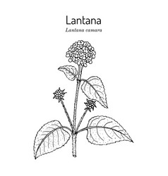 Common Lantana Lantana Camara Medicinal Plant