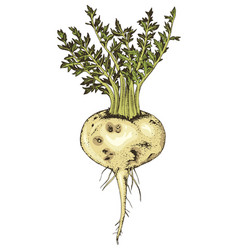 Hand Drawn Maca Plant