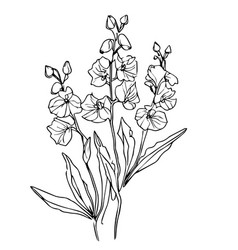 Botanical Delphinium Flower Drawing