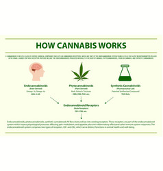 How Cannabis Works Horizontal Infographic