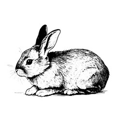 Engraving Rabbit On White Background Ink