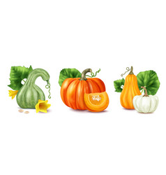 Realistic Pumpkin Set