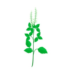 A Fresh Holy Basil Plant On White Background