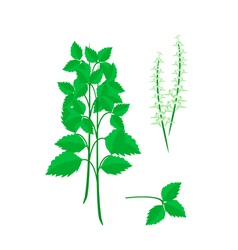 Parts Of Holy Basil Plant On White Background