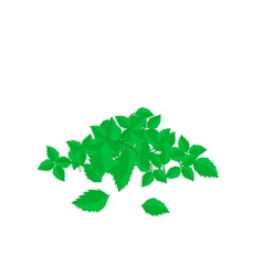 Heap Of Holy Basil Leaves On White Background