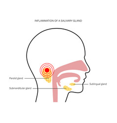 Salivary Gland Concept