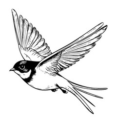 Swallow Bird Hand Drawn Sketch