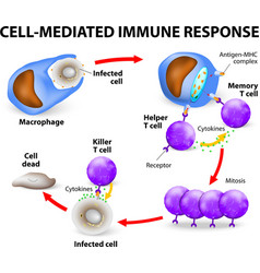 Cell Mediated