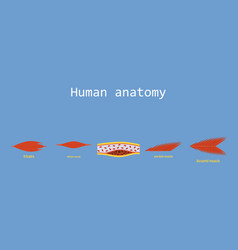 Types Of Muscle Tissue Of Human Body Diagram