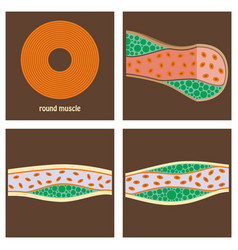 Types Of Muscle Tissue Of Human Body Diagram