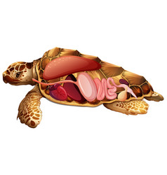 Internal Anatomy Of Turtle With Organs