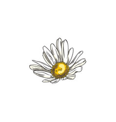 Chamomile Wildflower In Color