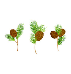 Set Of Pine Tree Branches With Cones