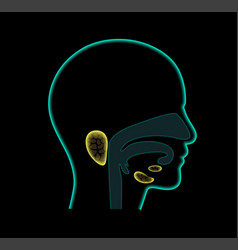 Salivary Gland Concept