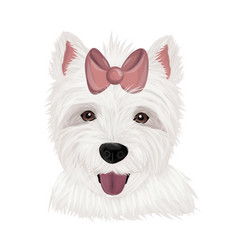 Highland White Terrier