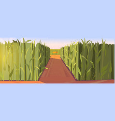 Cornfield Day Landscape With Road Pointers