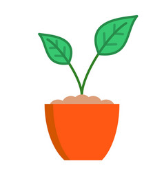 Plant Growing In Terracotta Pot Colour Des