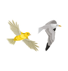 Set Of Birds Flying Seagull And Oriole