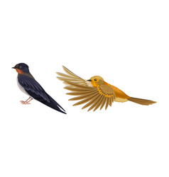 Set Of European Birds Swallow And Flying Oriole