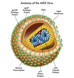 The structure of the AIDS virus HIV Royalty Free Vector