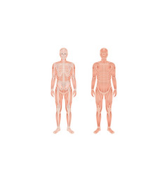 Musculoskeletal System With Half Skeleton And