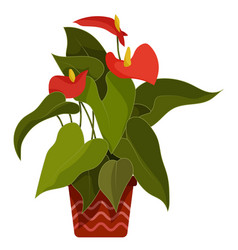 Anthurium Indoor Tropical Plant In Flower Pot