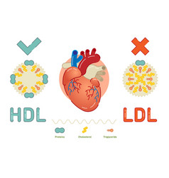 What Is Lipoprotein - Explanation