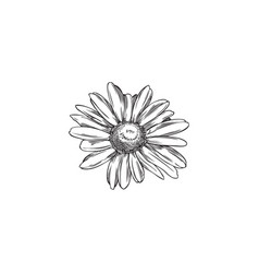 Wildflower In Sketch Style