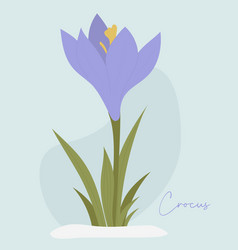 Crocus Flower Spring First Forest Blooming Purple