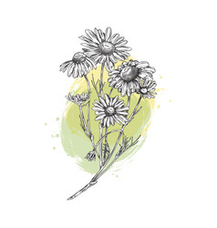 Wildflower Chamomile Hand Drawn Sketch