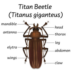 Science Titan Beetle Anatomy