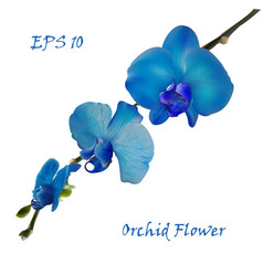 Blue Isolated Orchid Flower