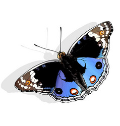 Blue Pansy Butterfly