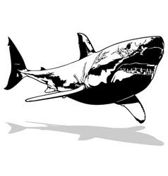 Drawing Of A Great White Shark