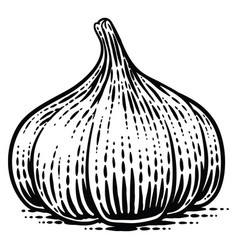 Garlic Vegetable In A Vintage Retro Woodcut