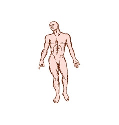 Gross Anatomy Male Standing Woodcut