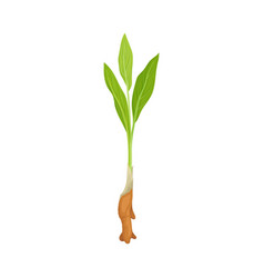 Sprout Of Asian Plant Of Ginger Family With Green