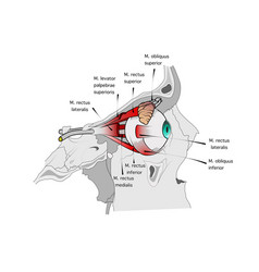 Eye Muscles