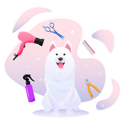 Funny Samoyed Dog On Grooming