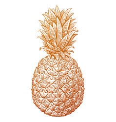 Pineapple Sketch Tropical Summer Fruit