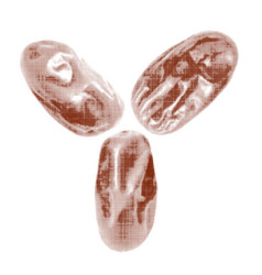 Dried Dates Three Pieces Isolated From Circle Dot