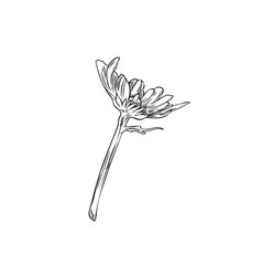 Wildflower Sketch Isolated