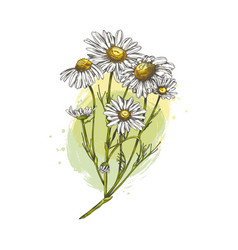 Twig Wildflower Chamomile