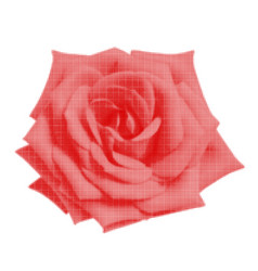 Rose Flower Bud Top View One Isolated From Circle