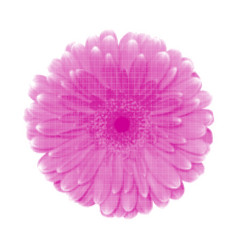 Gerbera Flower Bud Top View One Isolated From