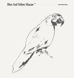 Macaw Parrot Realistic Hand Drawn Sketch