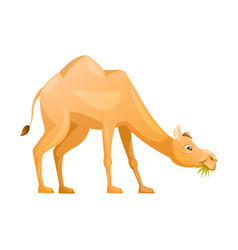 Brown Camel As Even-toed Ungulate Desert Animal