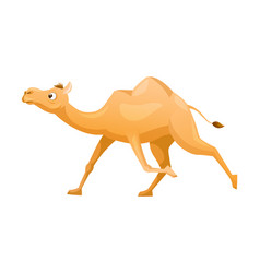 Brown Camel As Even-toed Ungulate Desert Animal