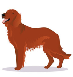 Irish Red Setter Dog